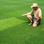The Best Grass Seed