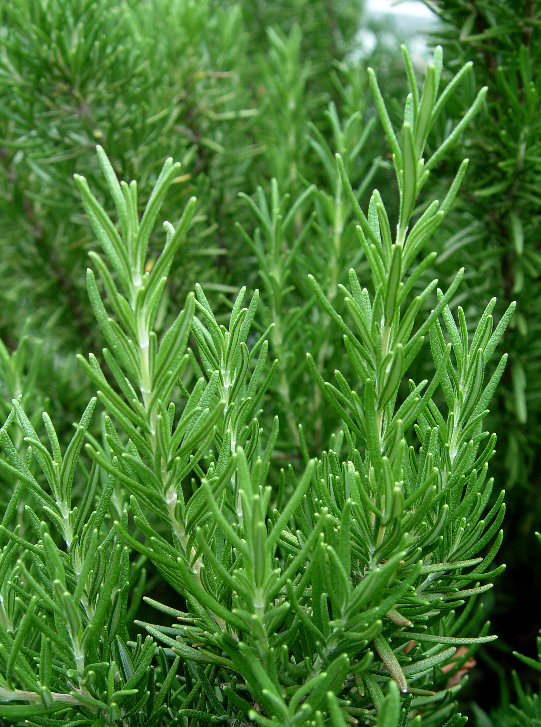 the-old-spirit-path-rosemary