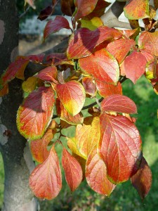 Kousa+dogwood+leaves+turning+red