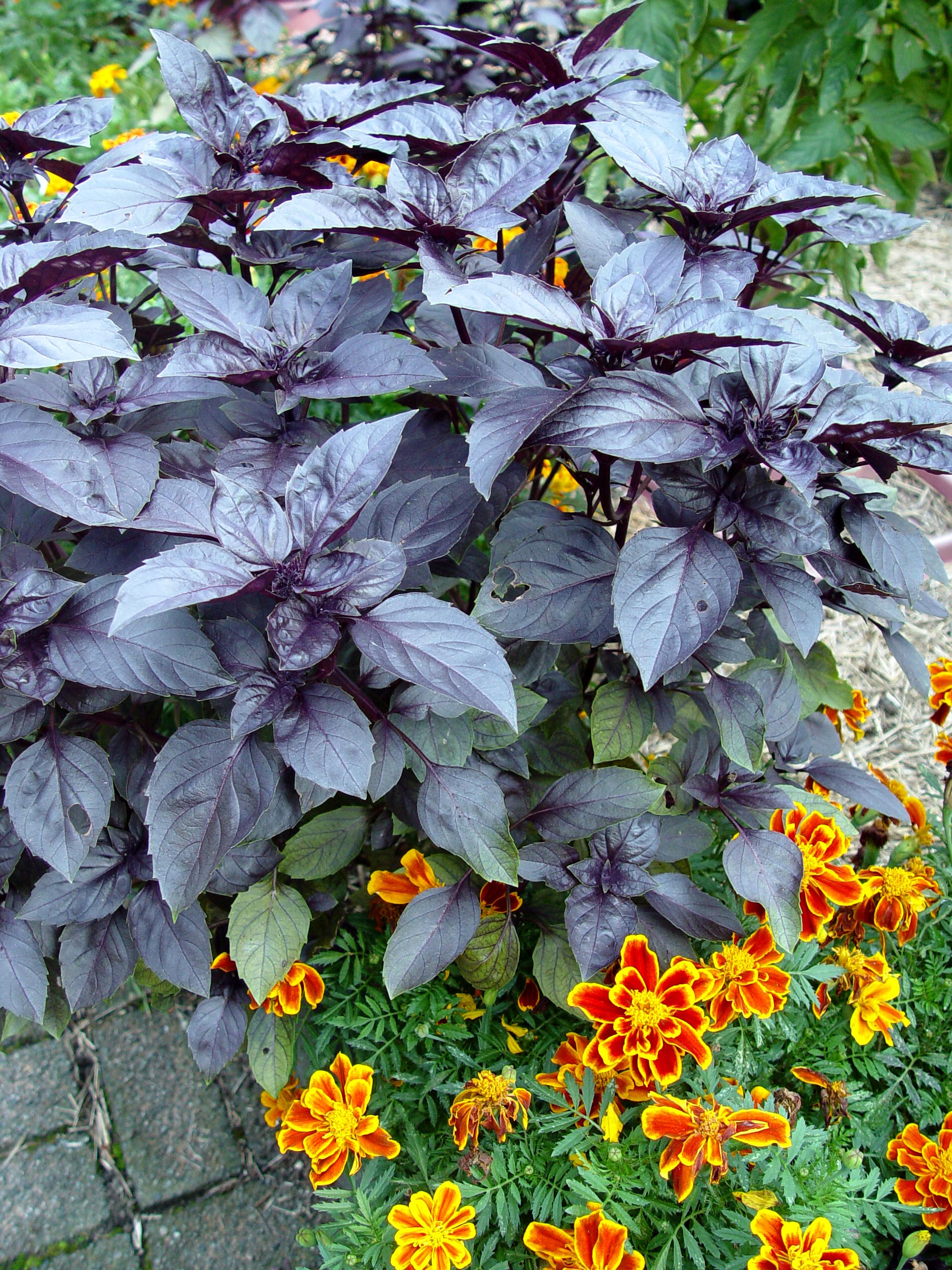 Purple basil | Garden Housecalls