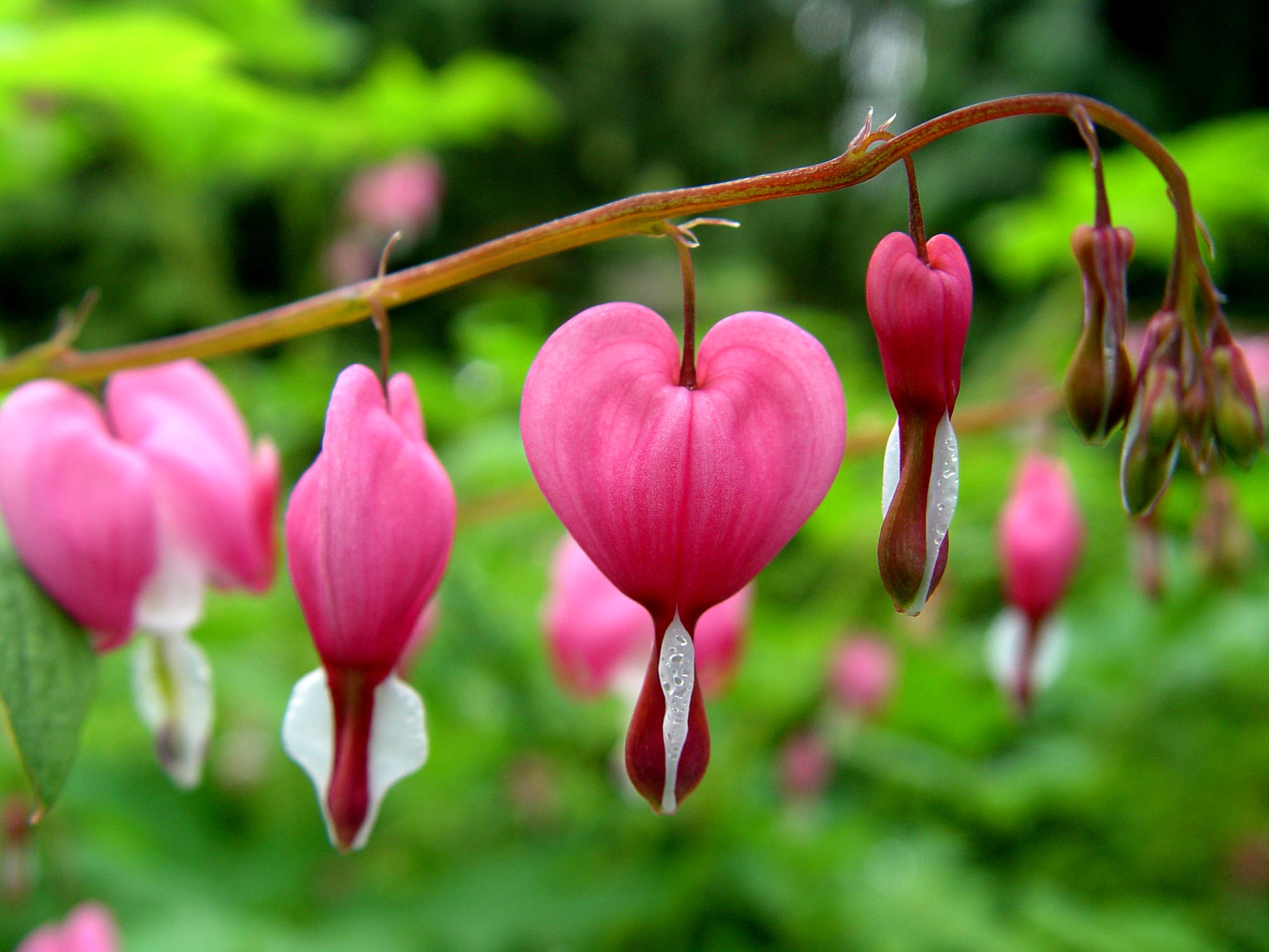 Bleeding Heart Flower Plant