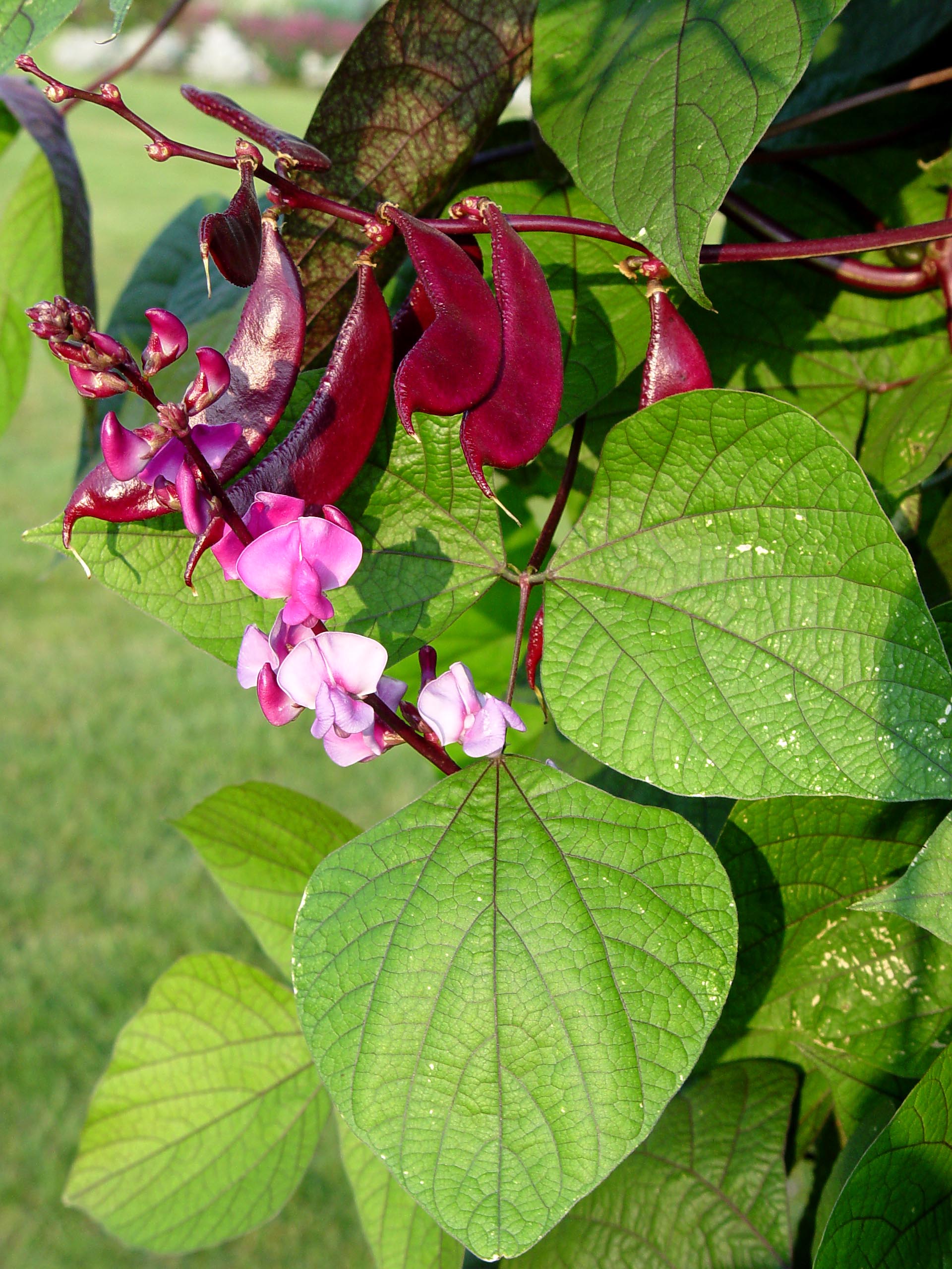 seed pods flowering with vines purple vining plants Container :,flowering vines,mandevilla,outdoor Plants