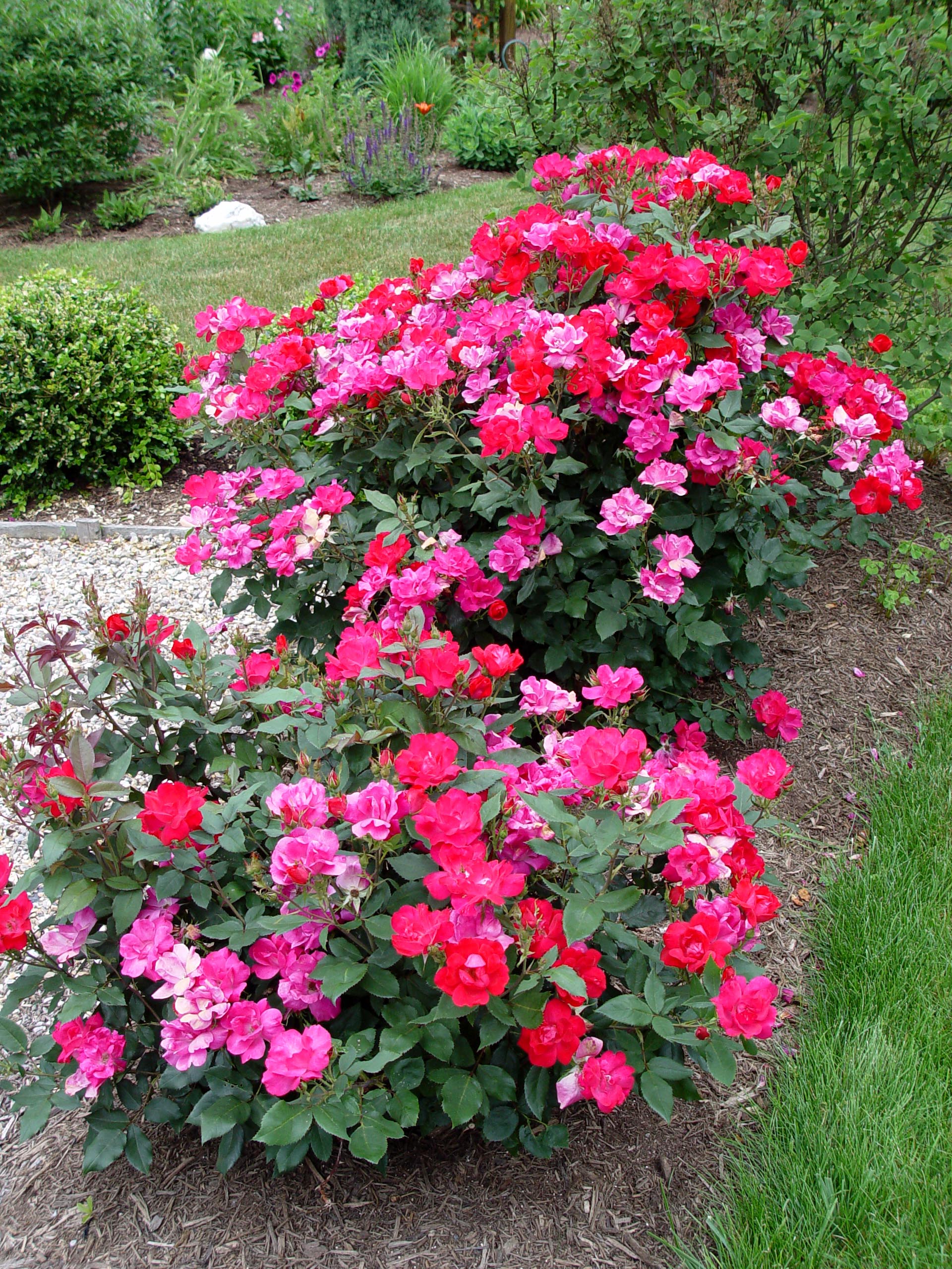 knock out rose bush