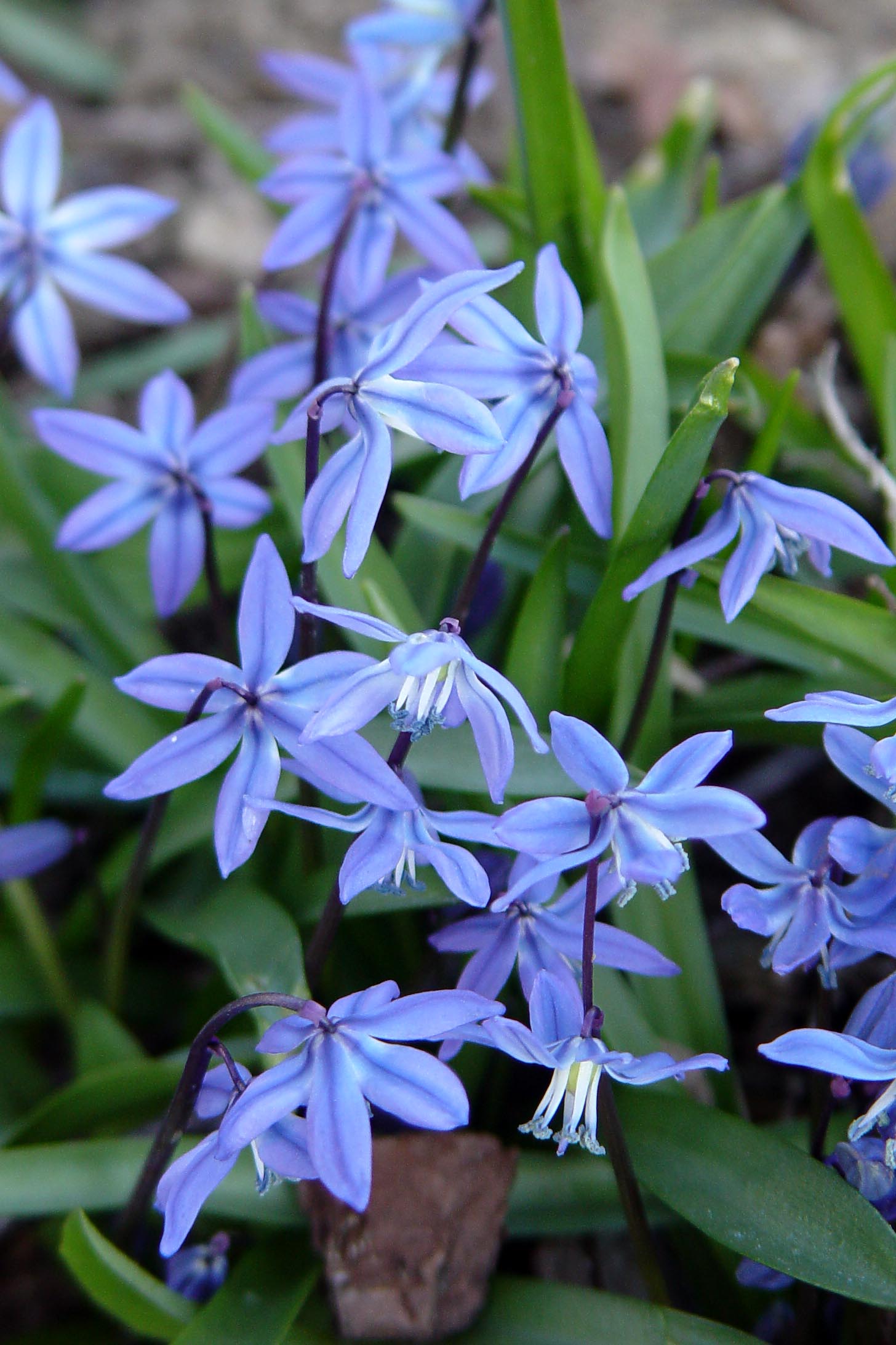 Siberian Squill Blossoms