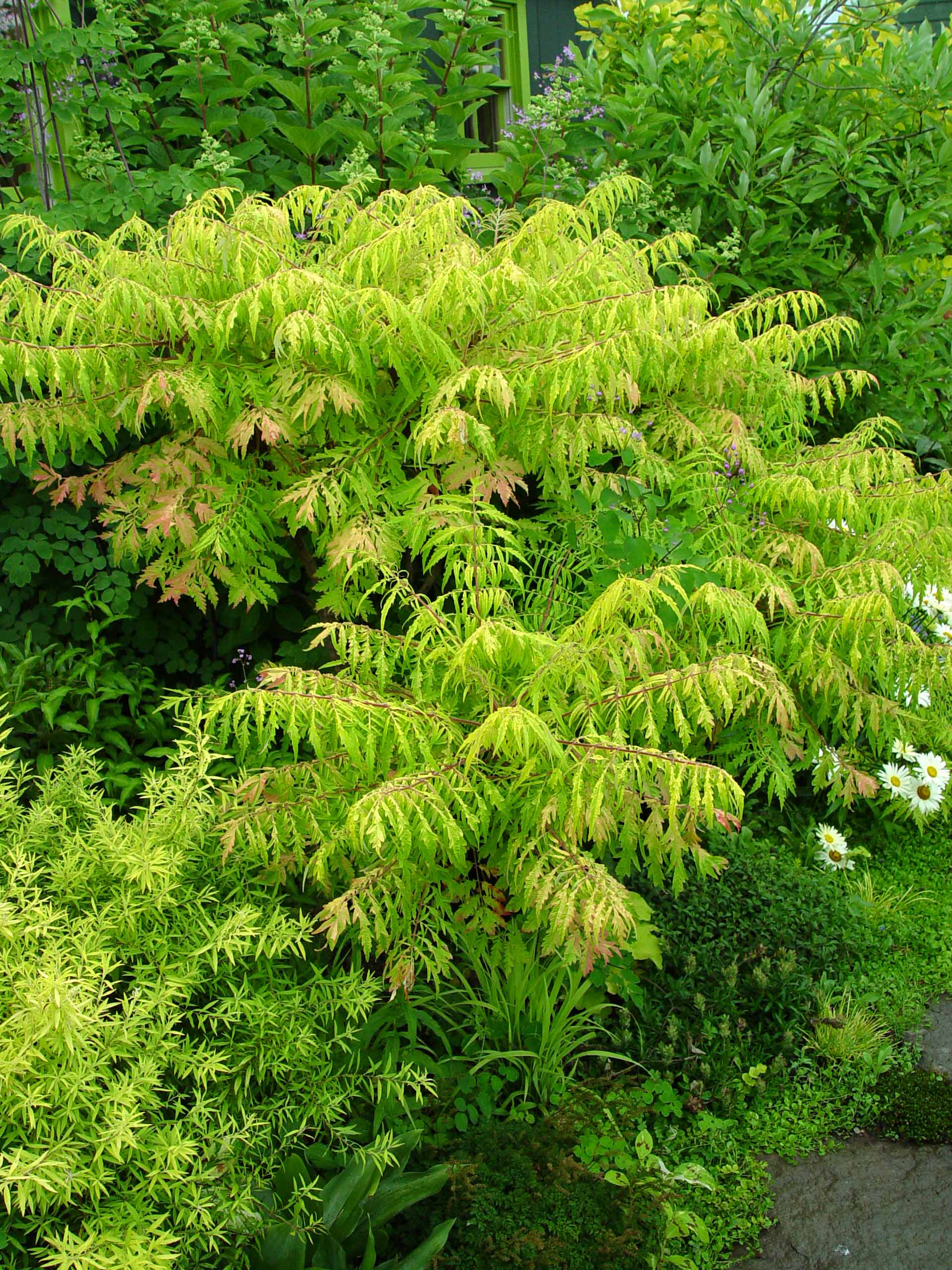 tiger eyes sumac