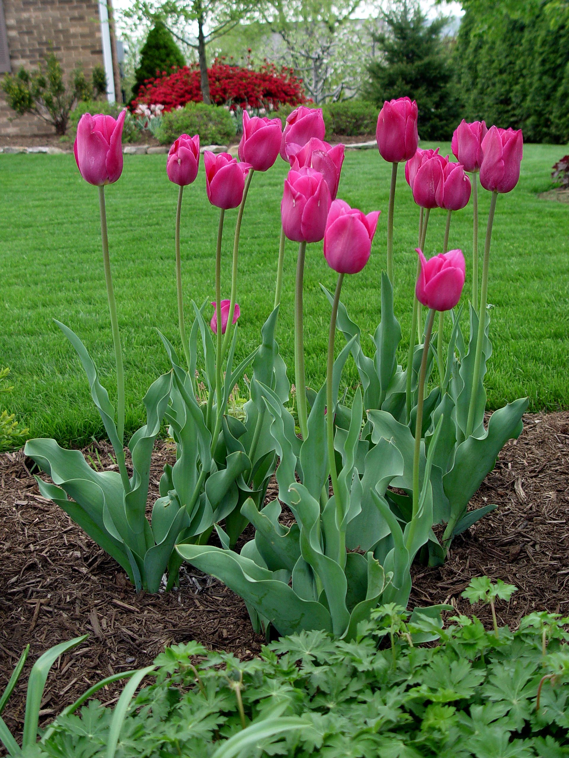 Tulip 'Barcelona' | Garden Housecalls