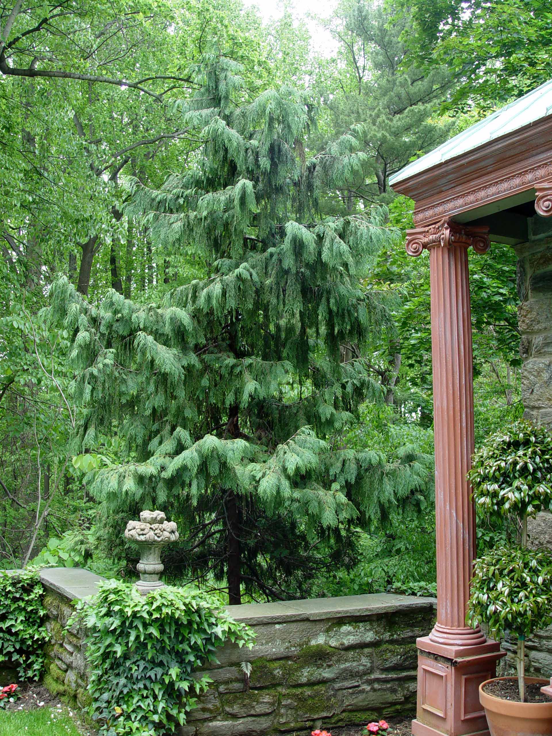 alaskan weeping cypress