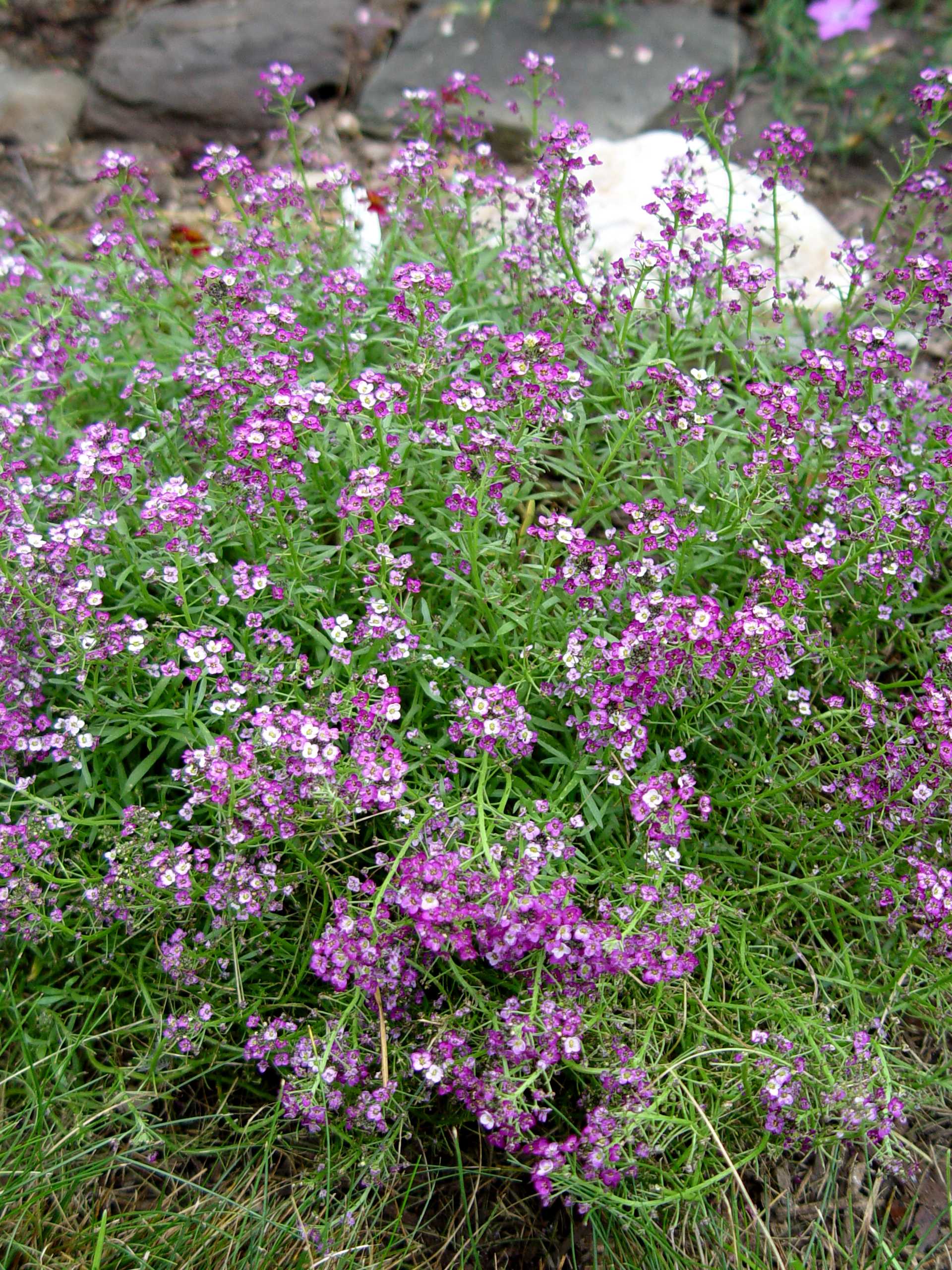 Purple alyssum | Garden Housecalls