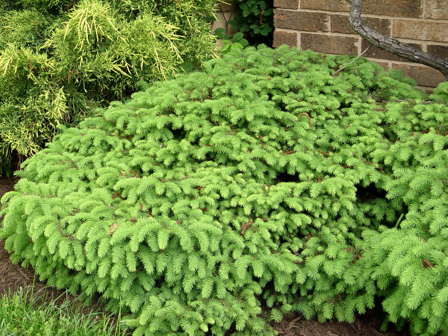 Dwarf Birds Nest Spruce Garden Housecalls 