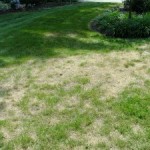 Fixing a dead lawn