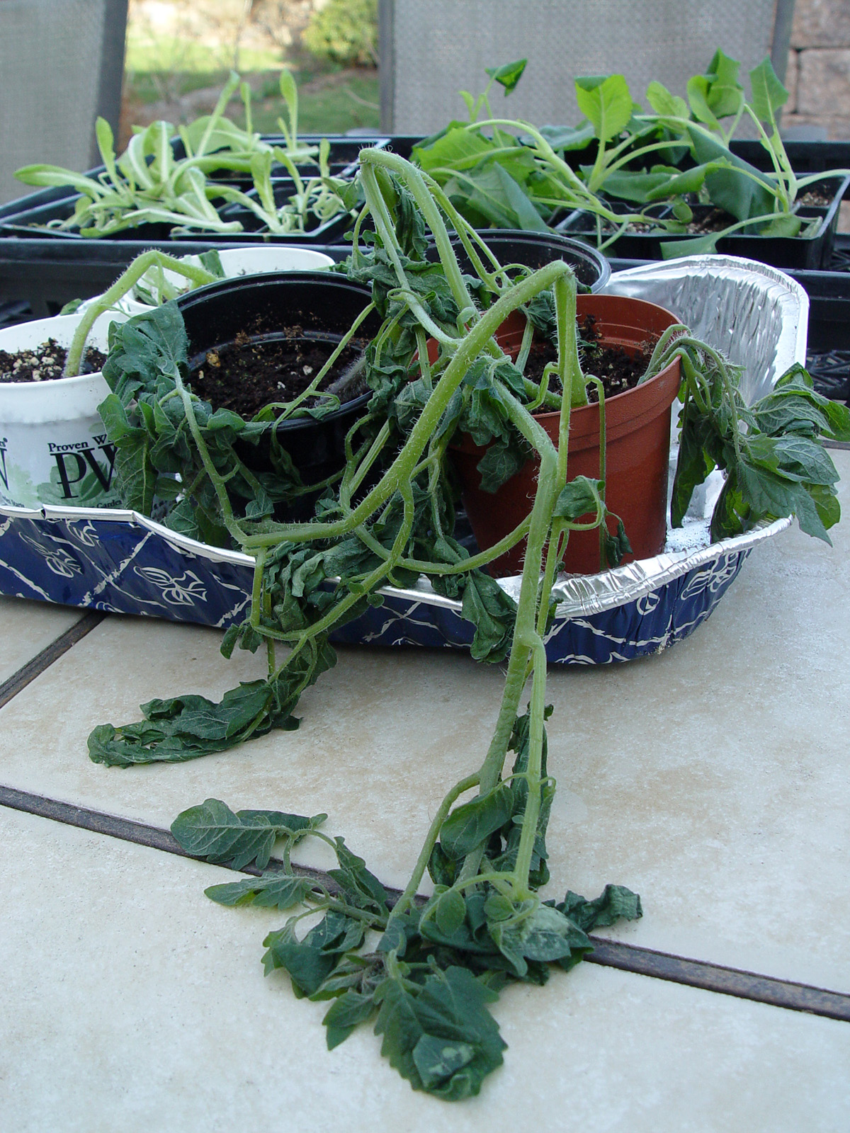 tomato.seedlings.frozen.jpg (1200×1600)