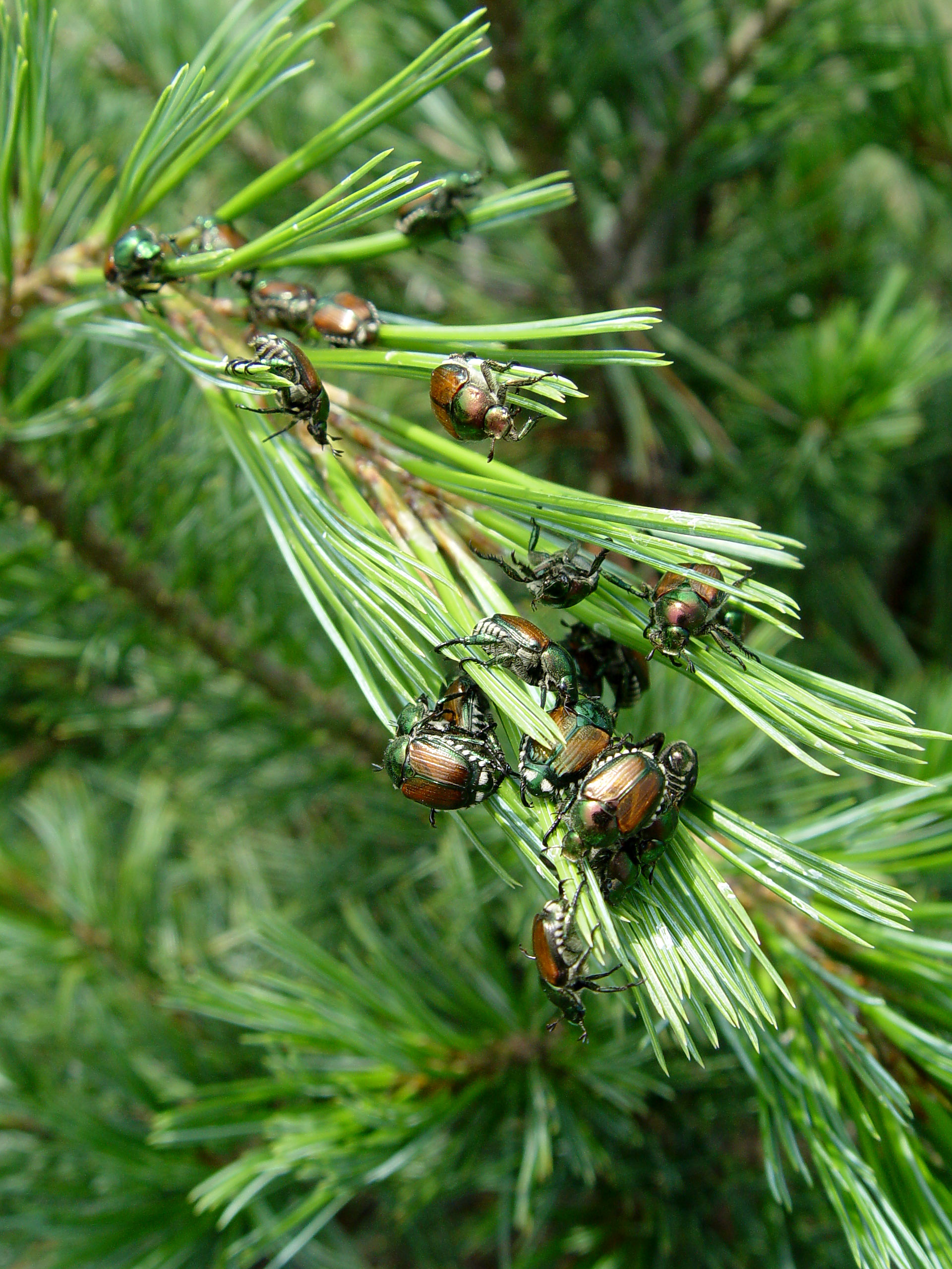 beetle-time-garden-housecalls