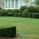 The Case for More Plants