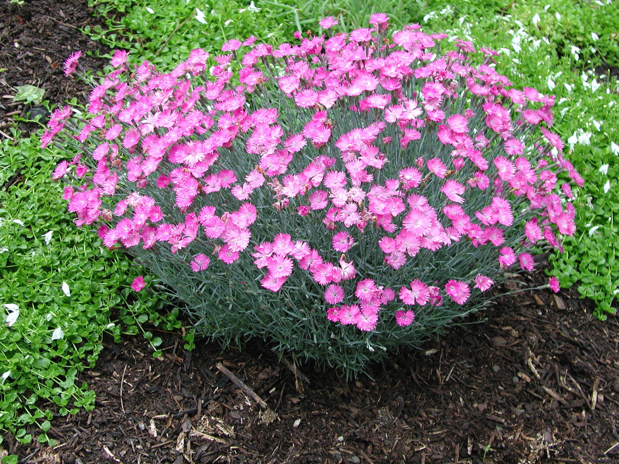 gypsy dianthus