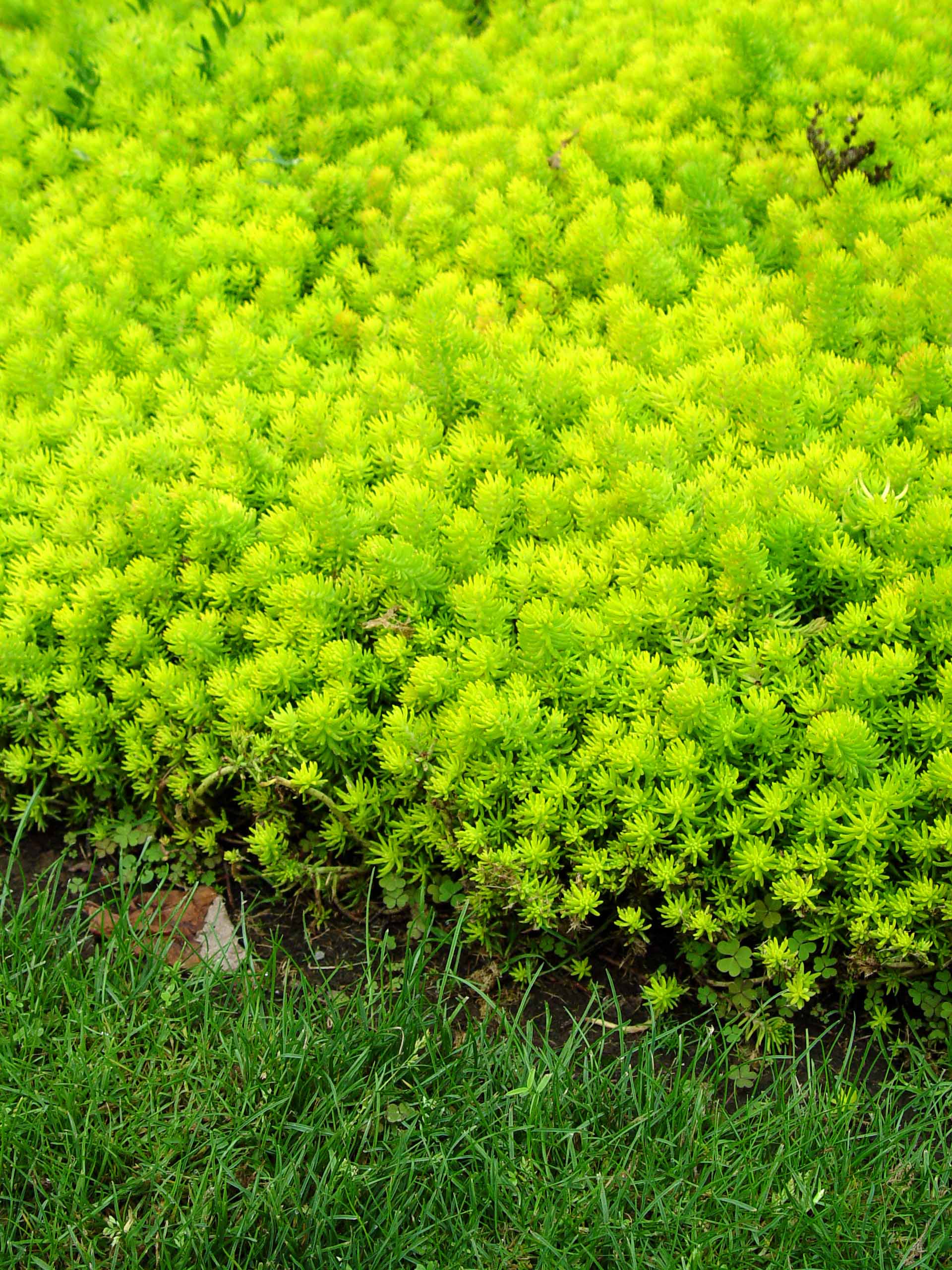 neon sedum