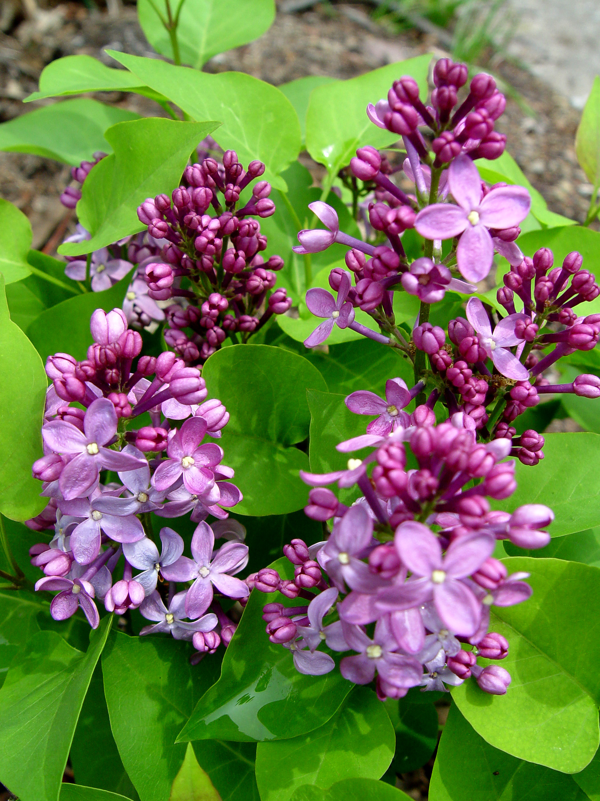 Lilac 'Prairie Petite' Garden Housecalls