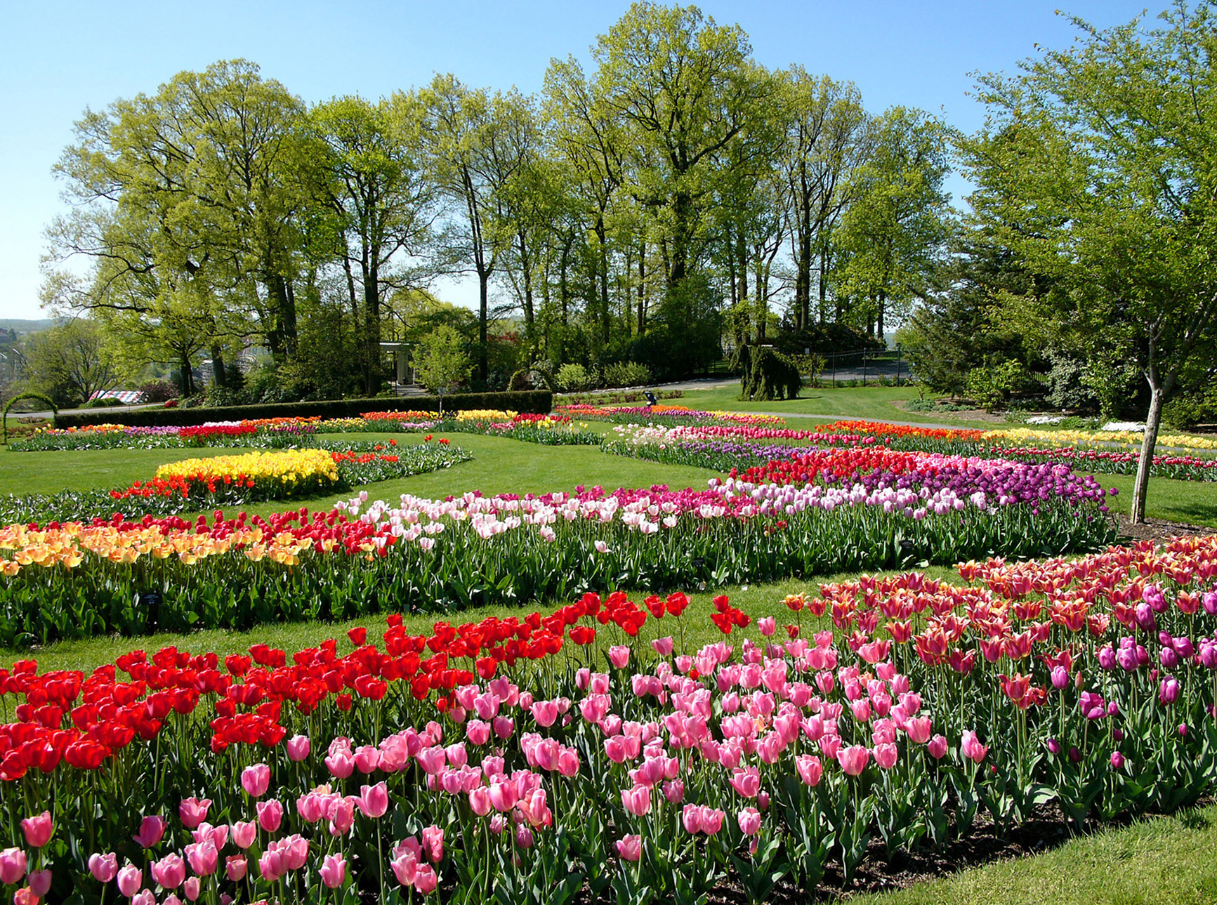 Hershey.Gardens.tulips.jpg
