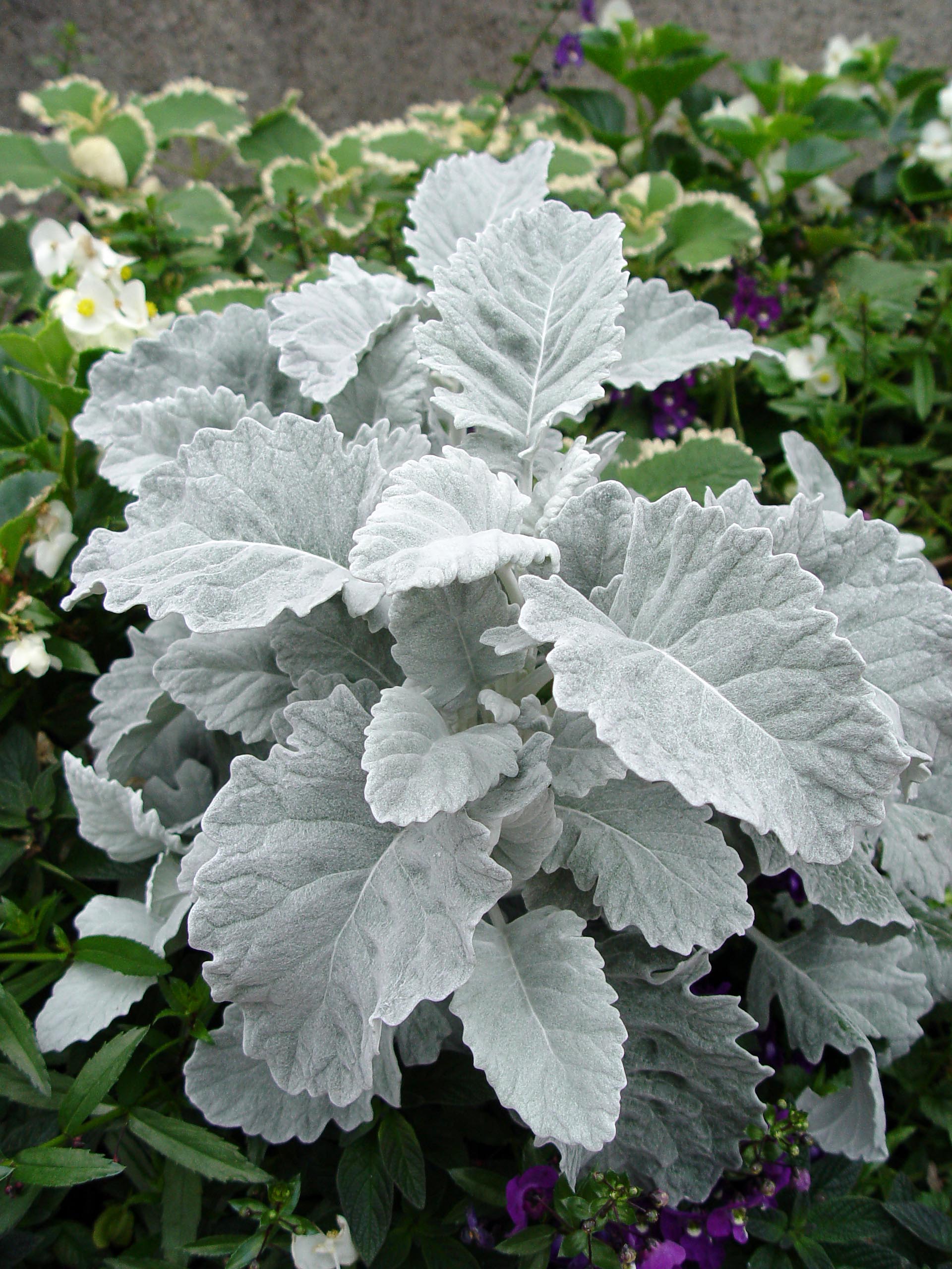 Dusty miller 'New Look' | Garden Housecalls