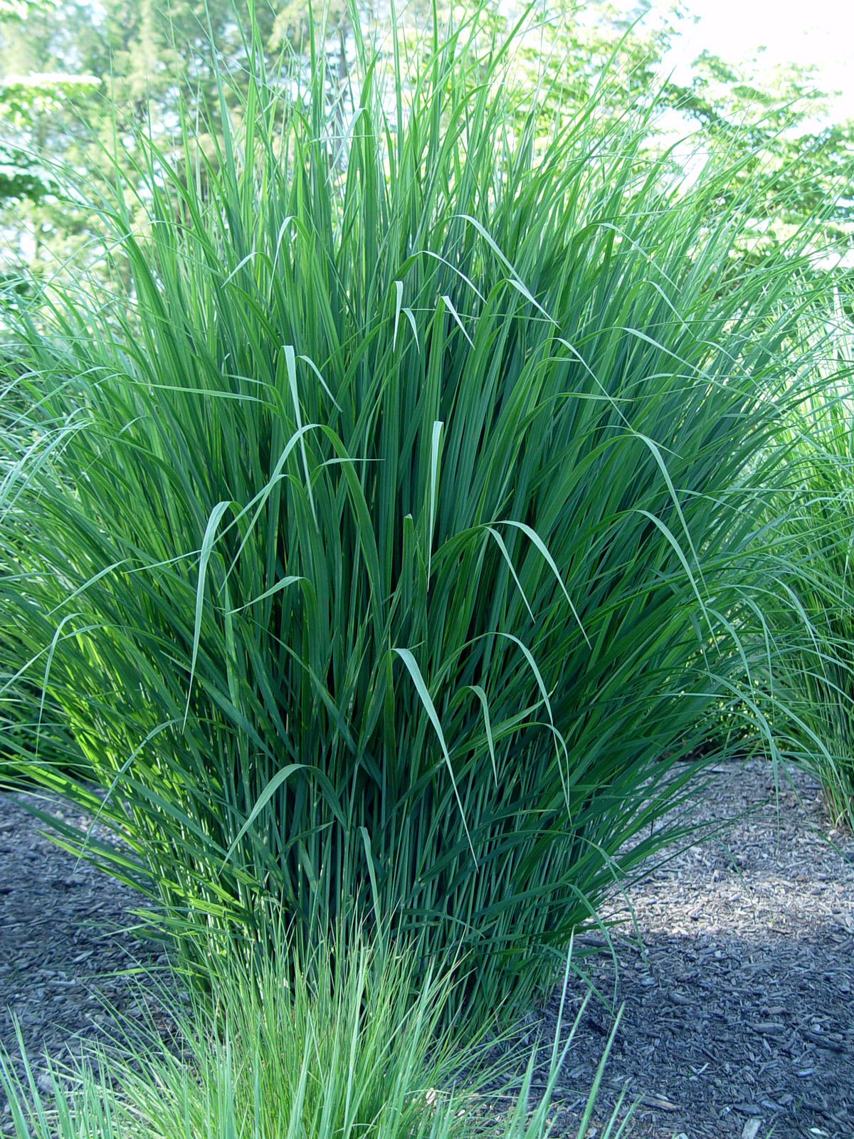 Switchgrass Northwind | Garden Housecalls