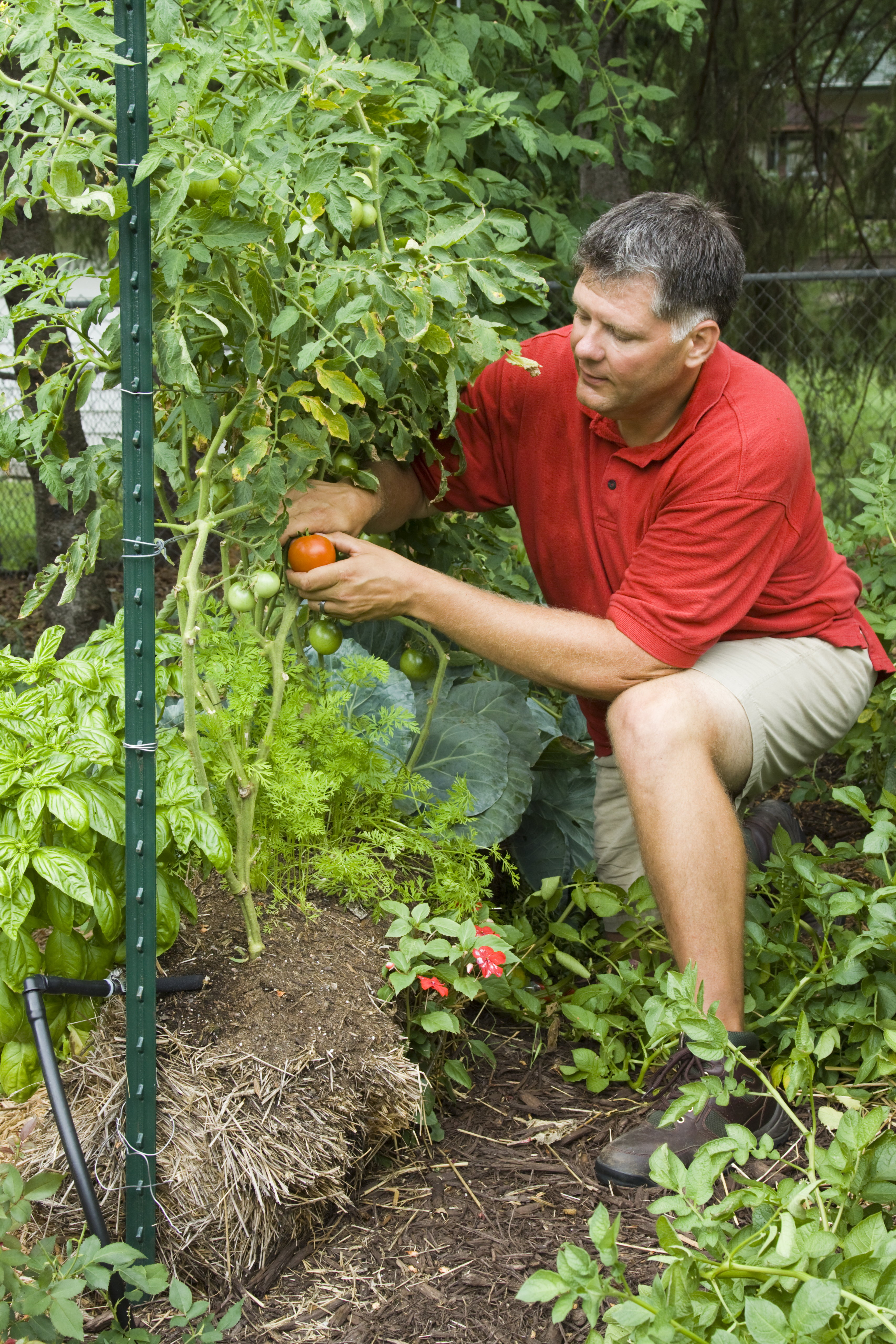 Gardening in Straw  Garden Housecalls