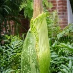 Pittsburgh Garden Involved in Big Stink