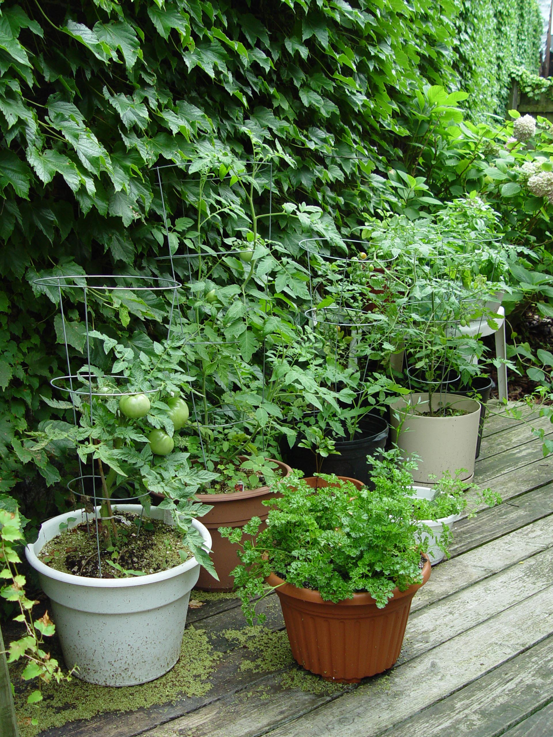Veggie-Gardening without the Garden | Garden Housecalls
