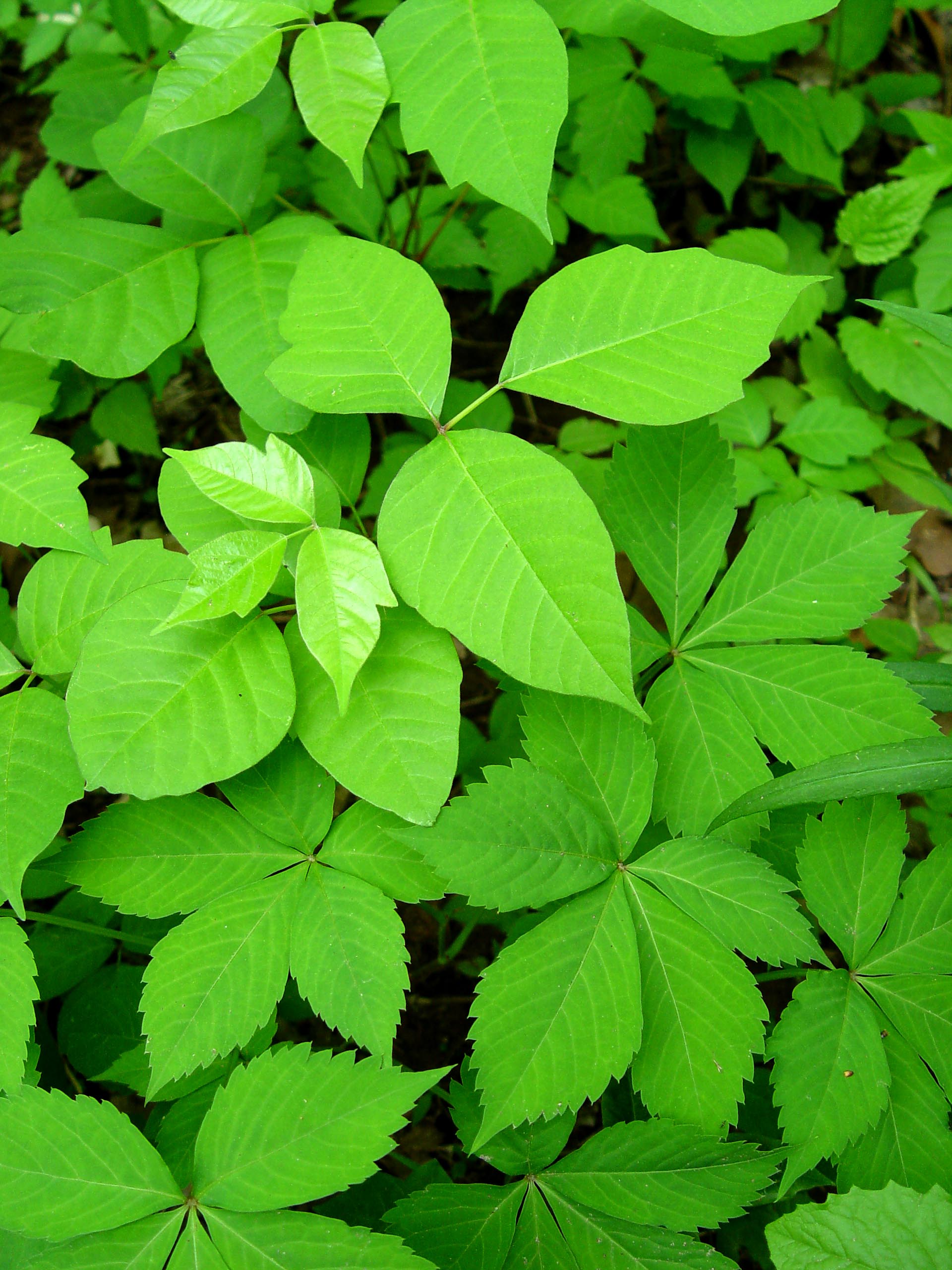 Poison Ivy The Plant that Bites Back Garden Housecalls