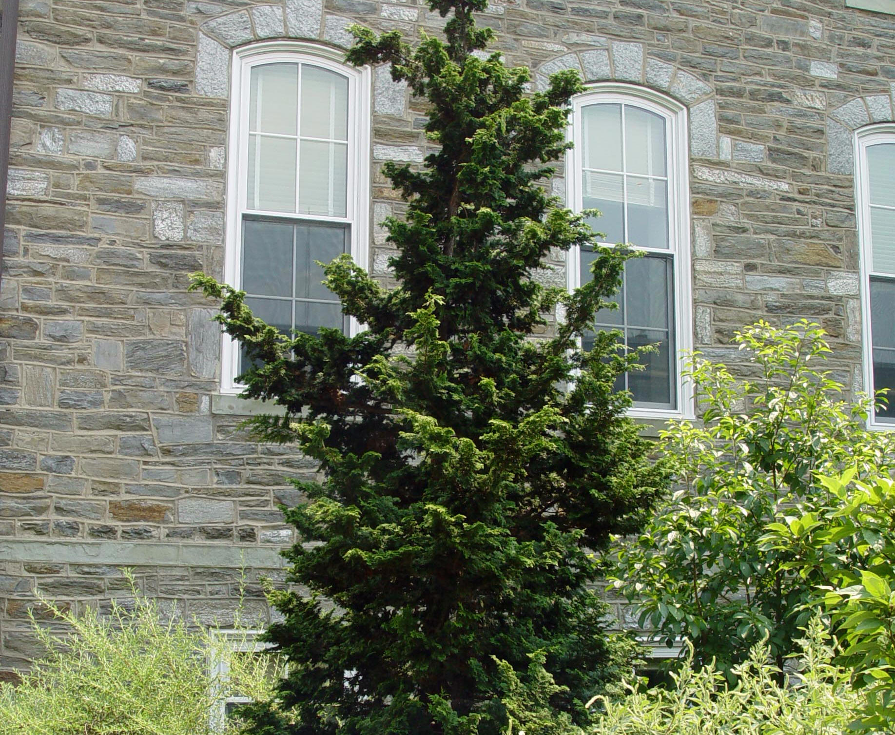 Hinoki Cypress Gracilis Garden Housecalls