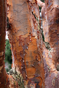 Bark of the paperbark maple