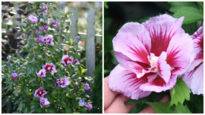 Rose of sharon Purple Pillar Credit: Proven Winners