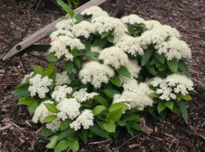 Viburnum Lil Ditty Credit: Proven Winners