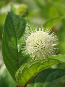 Buttonbush Fiber Optics Credit: Bailey Nurseries