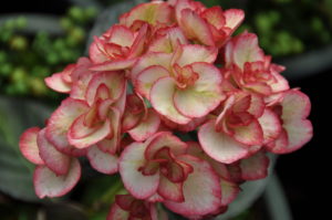 Hydrangea 'Miss Saori' Credit: Silver Falls Nursery
