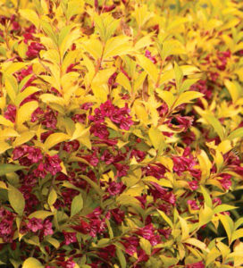 Weigelal Golden Jackpot Credit: Monrovia Nurseries