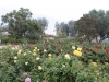 43Balboa.Park.Parker.rose.garden