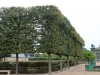 Versailles.sculpted.trees
