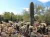 5teddy.bear_.chollo.cactuses.Sonora
