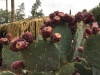 9prickly.pear_.cactus.buds_