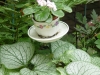 Tea-cup planter.