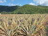 pineapple-farm_-antigua