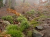chanticleer-foggy-woods
