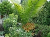 Large urn at Chanticleer with palm as centerpiece and 'Diamond Frost' euphorbia, nicotiana and rust-colored coleus