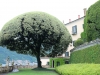 Balbianello.evergreen.oak.umbrella.jpg