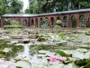 Taranto.greenhouses.lily.pond.jpg