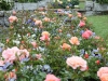 Taranto.roses.pansies.jpg