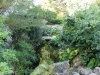 japanese-garden-pond-heathcote