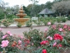 leu-mary-janes-rose-garden
