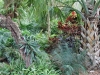 selby-fern-garden