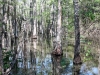 35Honey.Island.Swamp.cypresses