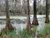 middleton.cypress.swamp.jpg